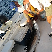 Picture 017
